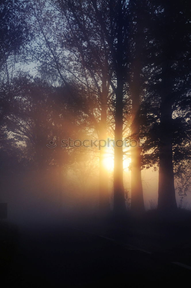 Similar – schwarzwald licht Natur