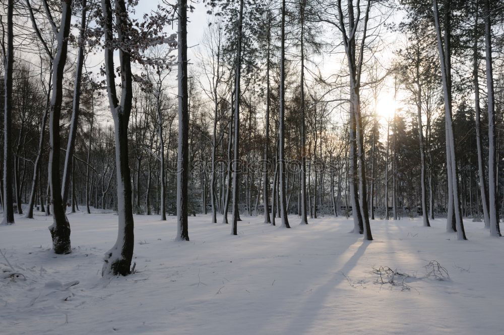 Image, Stock Photo birches Beautiful weather