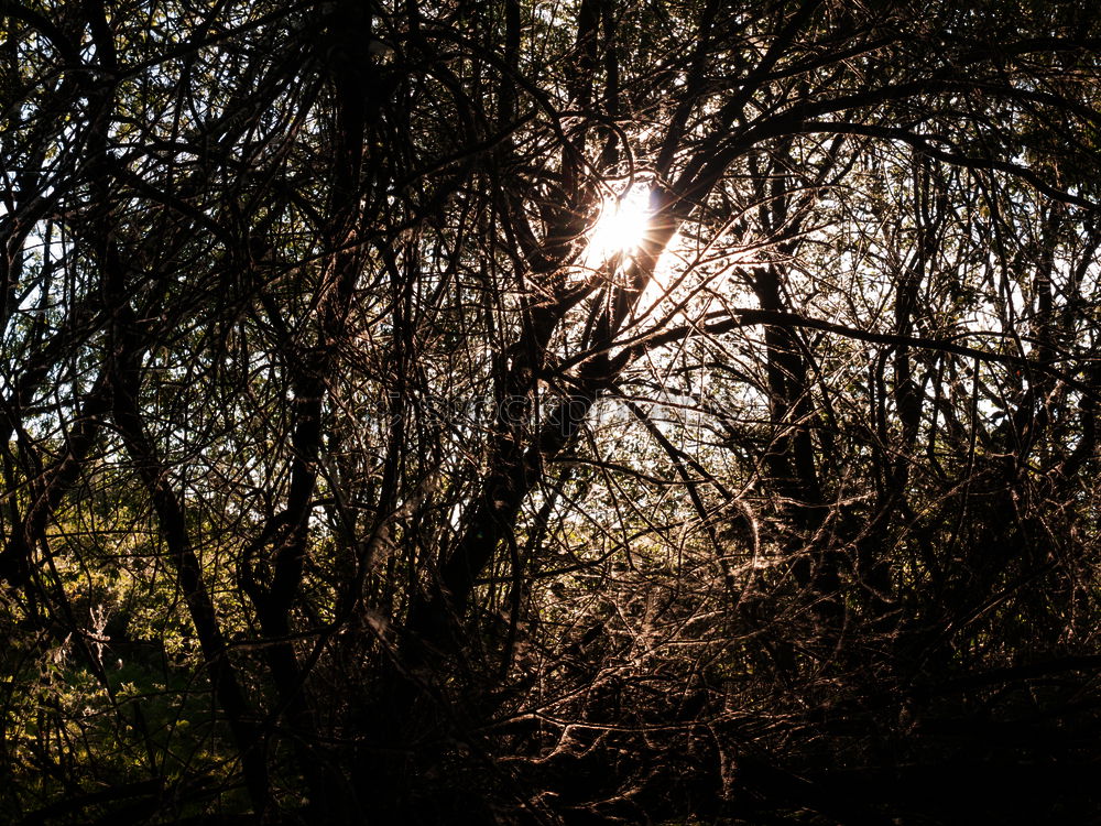 Similar – Image, Stock Photo Grasses in winter with sun