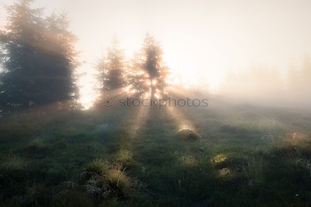 Similar – Image, Stock Photo Cow ensemble in late summer light