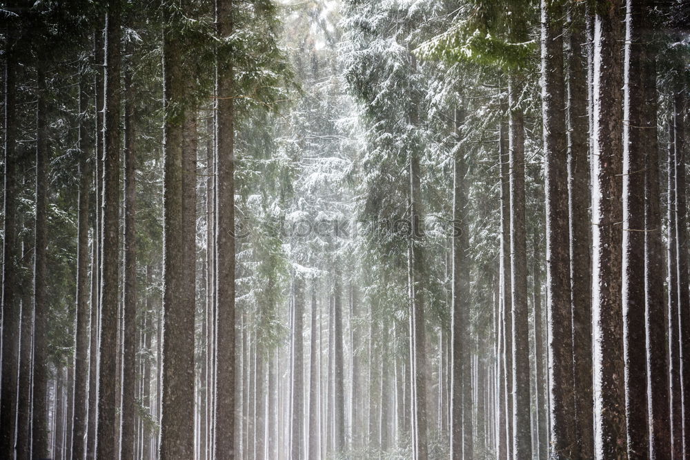 Similar – Image, Stock Photo The forest for the trees …