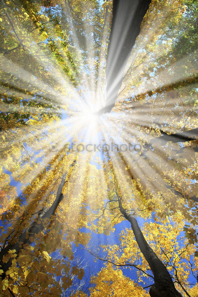 Similar – Image, Stock Photo Autumn leaf with sun rays