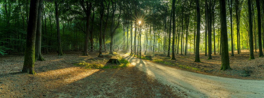 Similar – Image, Stock Photo Adult woman is walking in the forest