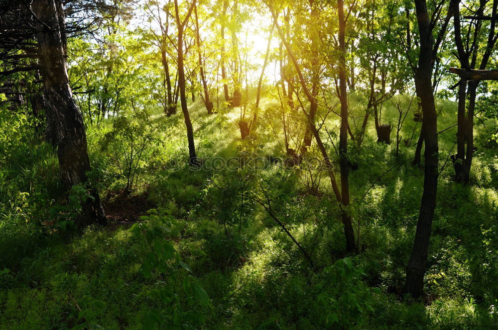 Similar – Image, Stock Photo Forest in spring