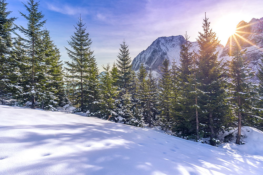 Similar – Image, Stock Photo Winter sunshine in the forest