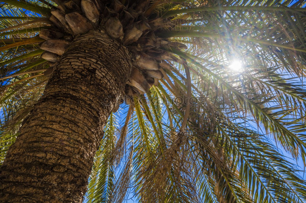 Similar – palm tree in the evening sun