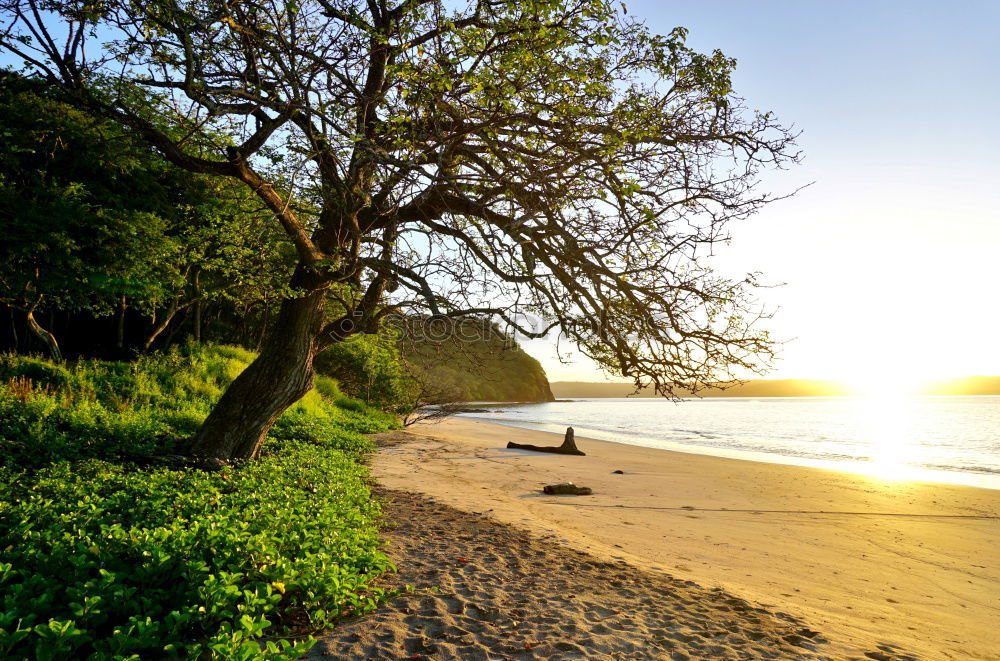 Similar – Image, Stock Photo awakeness. Cloudless sky