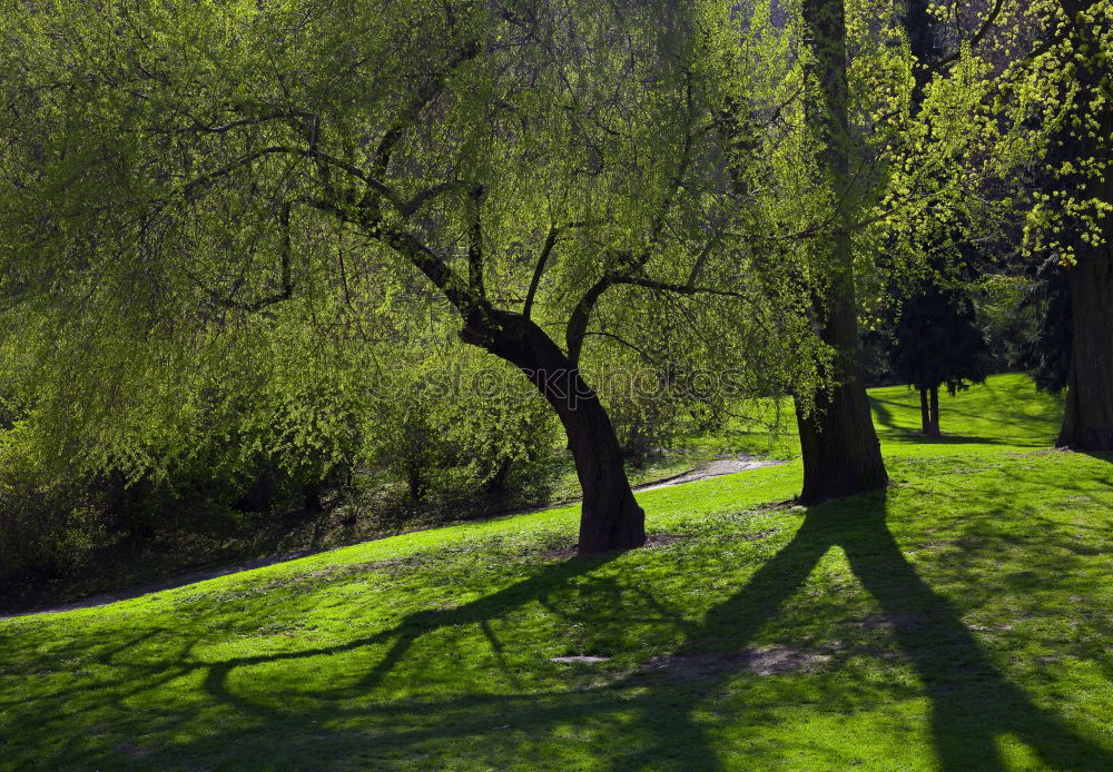 Similar – Auf der Kuhwiese Baum