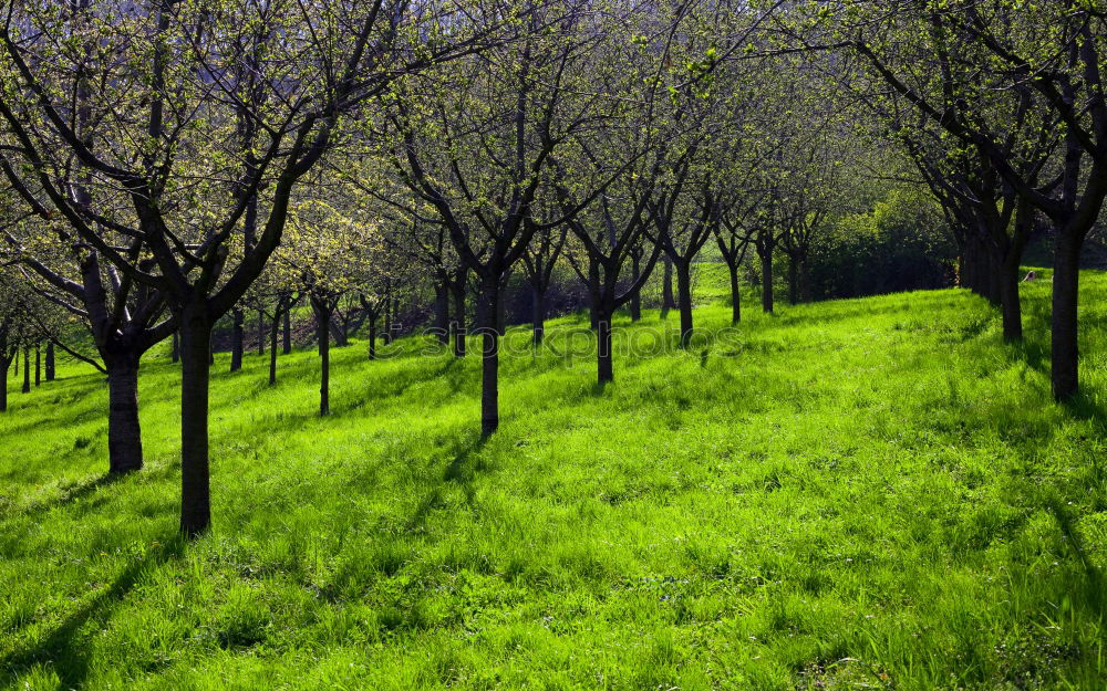 Similar – Image, Stock Photo Grassy path through sunny avenue