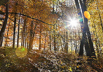 Similar – Rays of sunshine in the colorful autumn forest