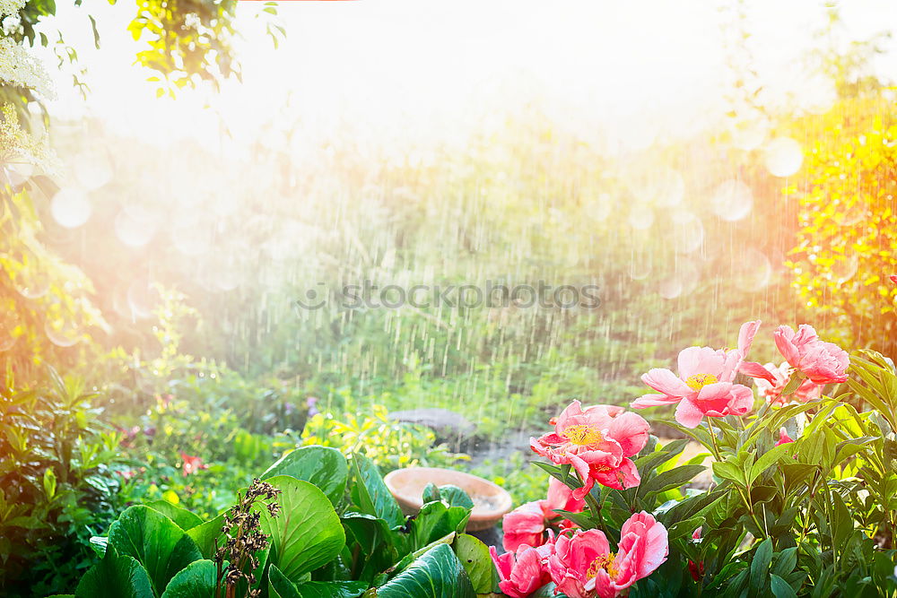 Similar – Turkish carnation flowersbed in summer garden