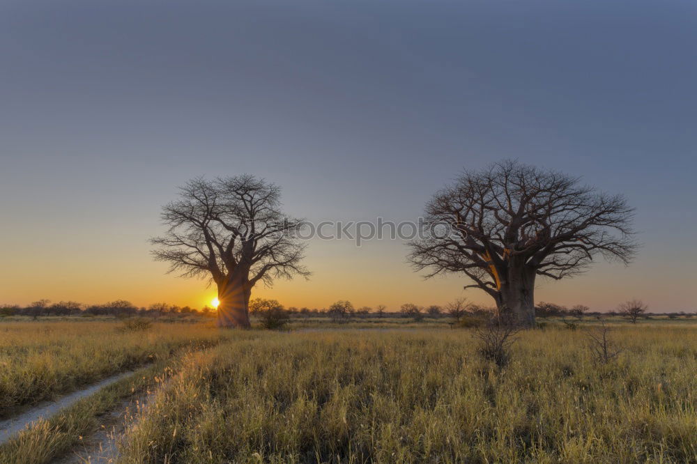 Similar – Weg Baum Wiese Herbst