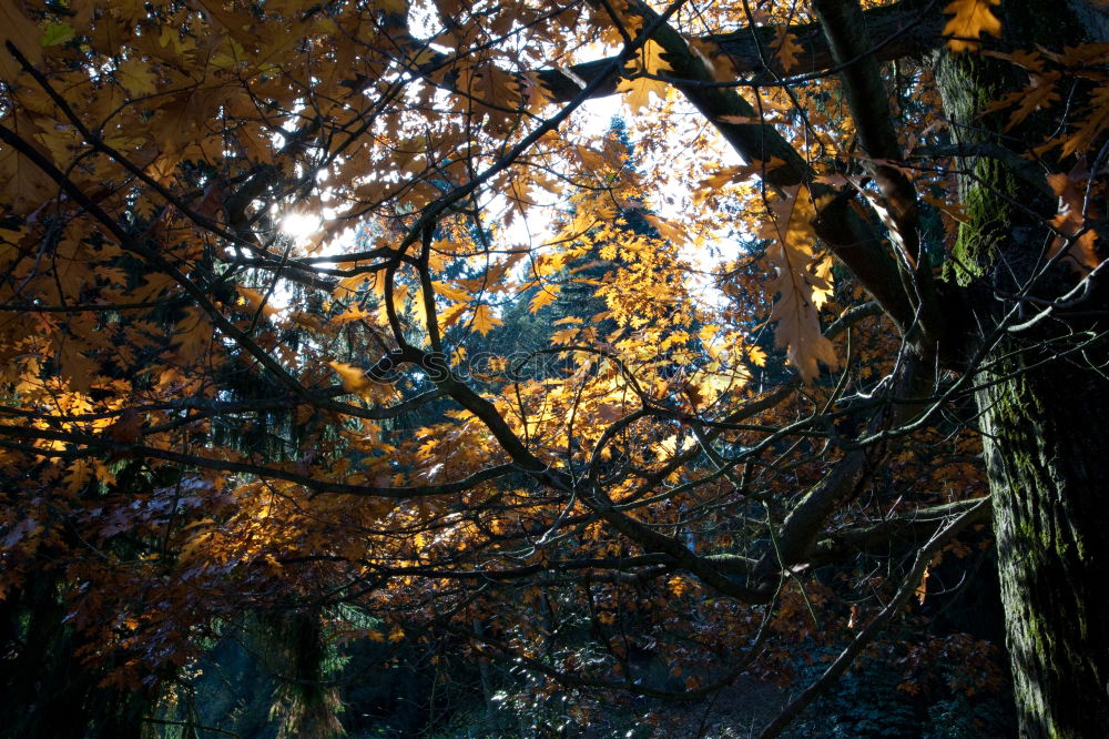 Herbsttag Pfütze