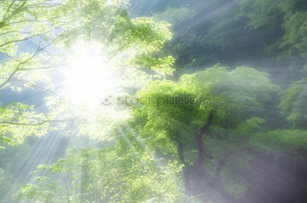 Similar – Image, Stock Photo spring Environment Nature