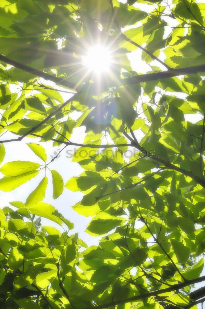 Similar – walnut leaves Nature Plant