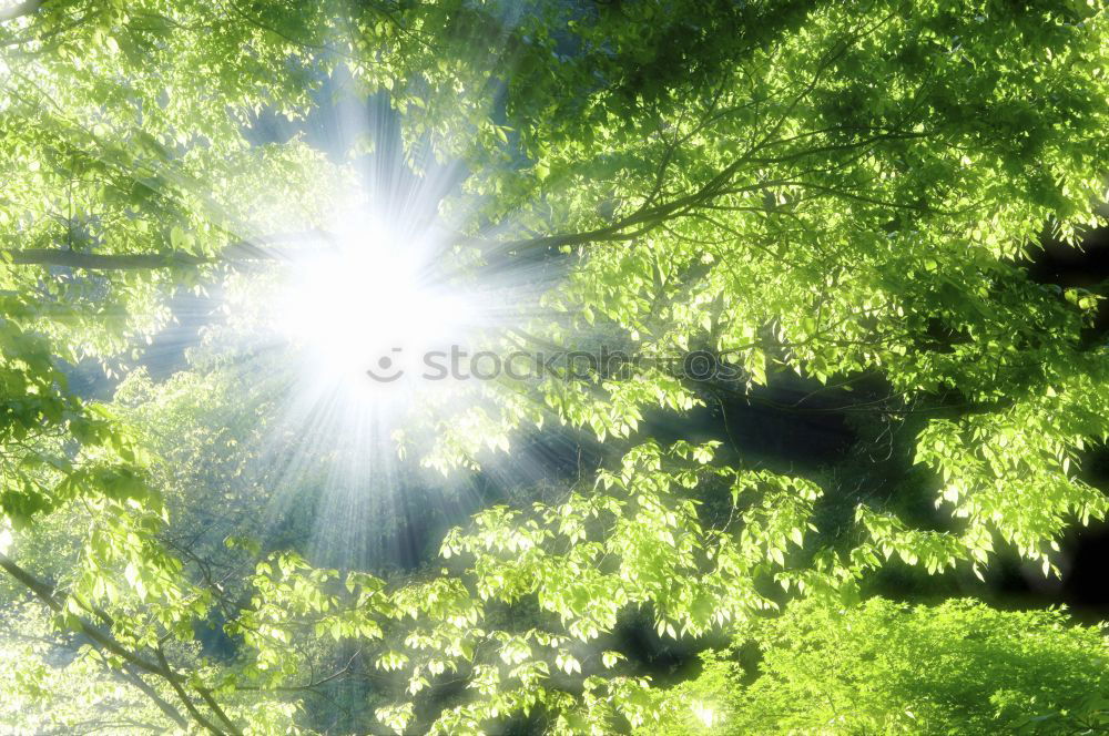 Similar – Image, Stock Photo spring Environment Nature
