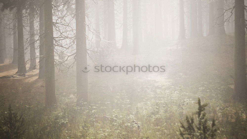 Similar – Morgennebel Sommer Natur