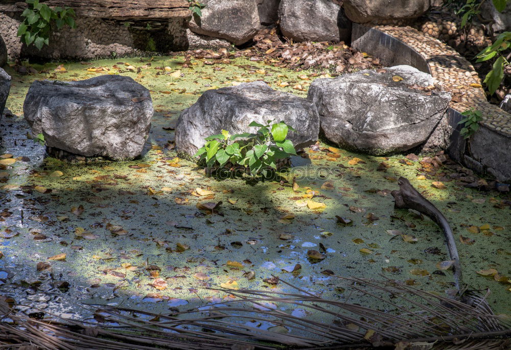 Image, Stock Photo autumn niche Nature Plant