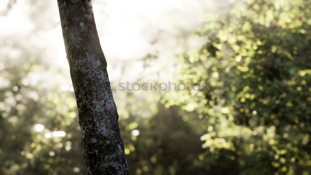 Similar – Image, Stock Photo Spider’s web in autumn against the light