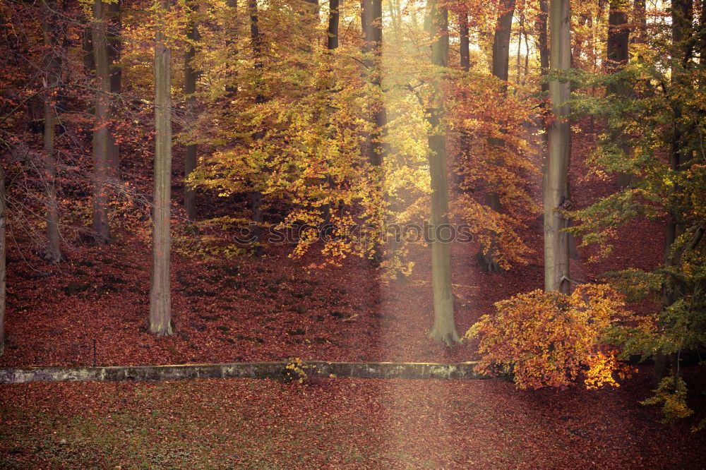 Similar – Image, Stock Photo Autumn atmosphere in the park