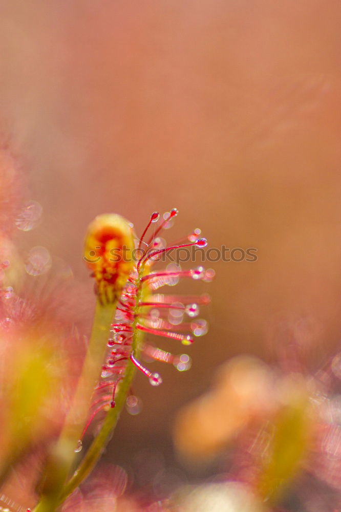 Similar – flower panorama Blossom