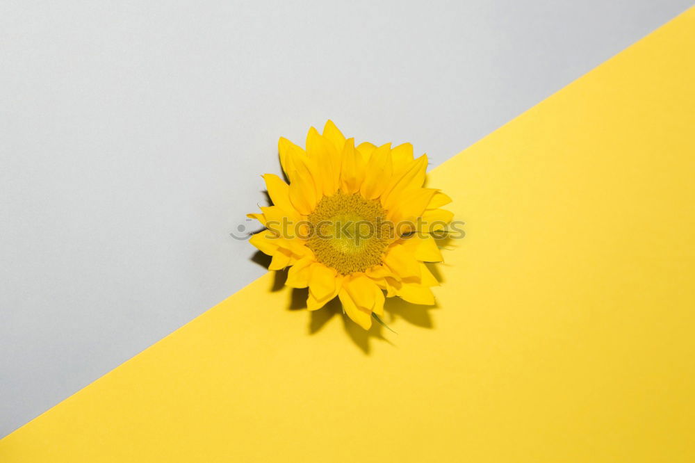 Similar – Image, Stock Photo #AS# Easter Yellow IV Art