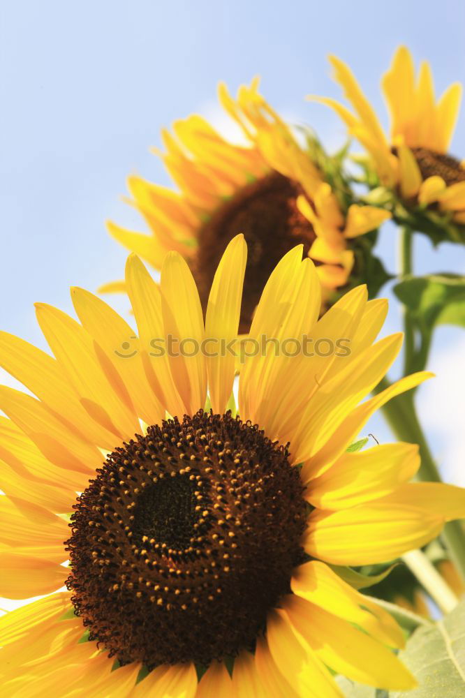 Similar – Foto Bild jacquistern Sonnenblume