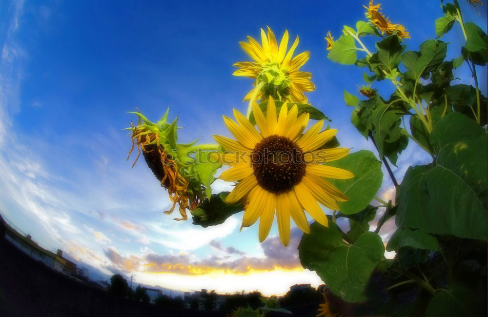 Image, Stock Photo Sunny Sunflower Stalk