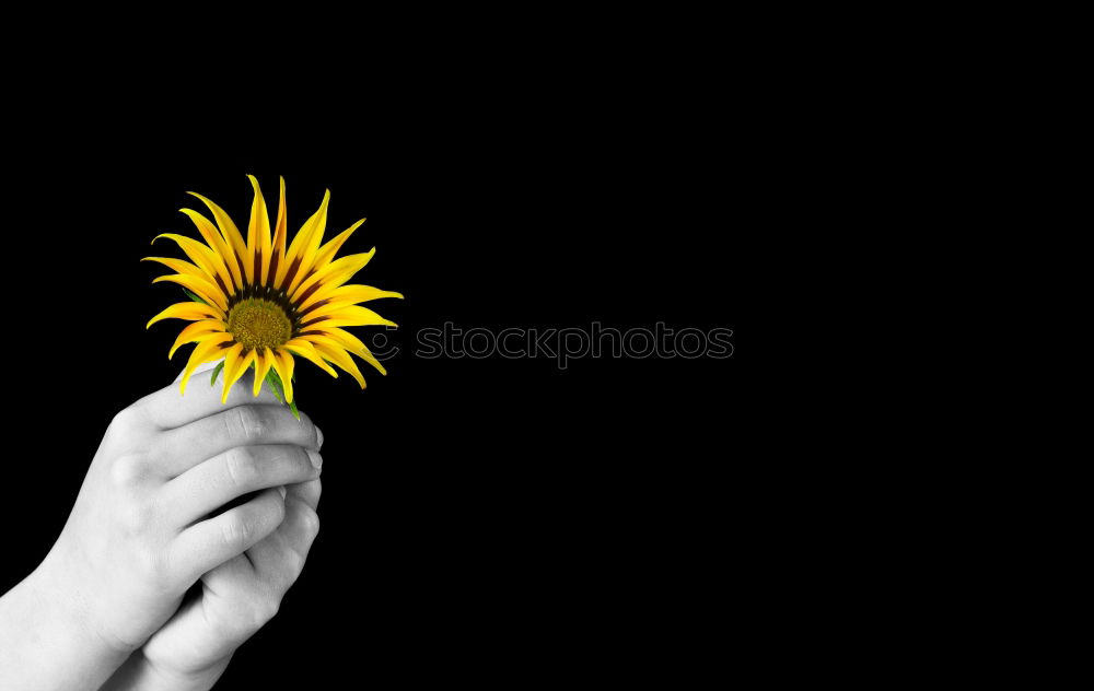 Similar – Image, Stock Photo bouquet Harmonious