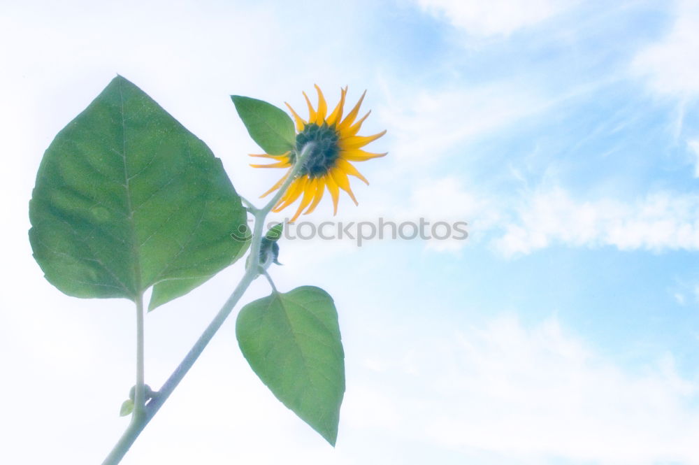 Similar – Foto Bild schönes Wetter Freude