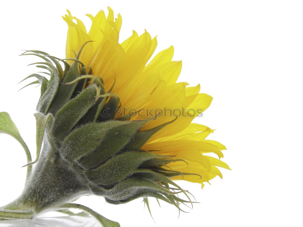 Similar – Rear view of a sunflower in sunlight in front of a blue sky