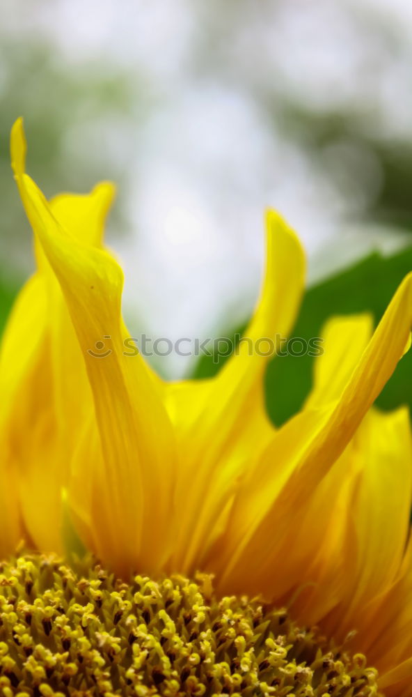 Similar – Image, Stock Photo sunflower Summer