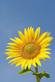 Similar – Image, Stock Photo Sun