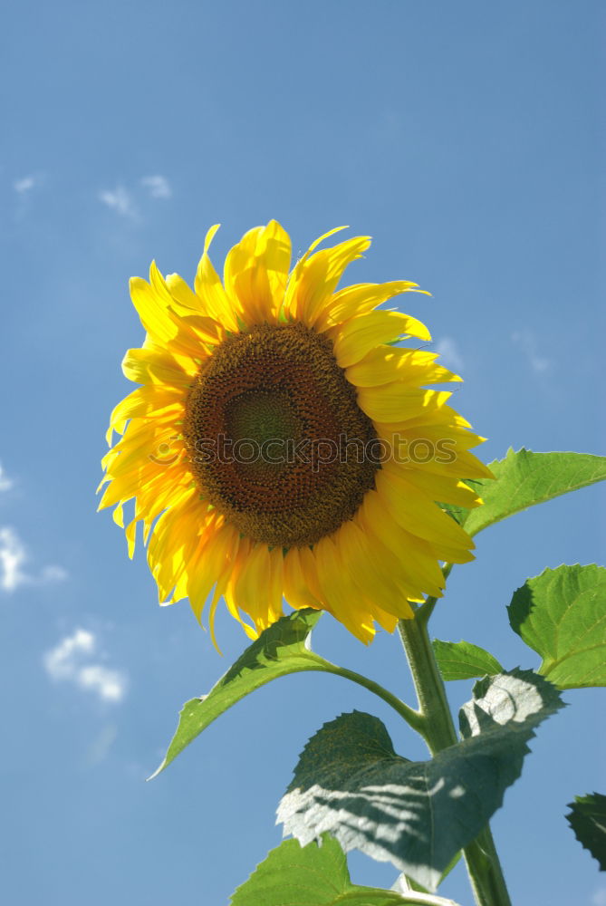 Similar – Image, Stock Photo sunflowers Sunflower Plant