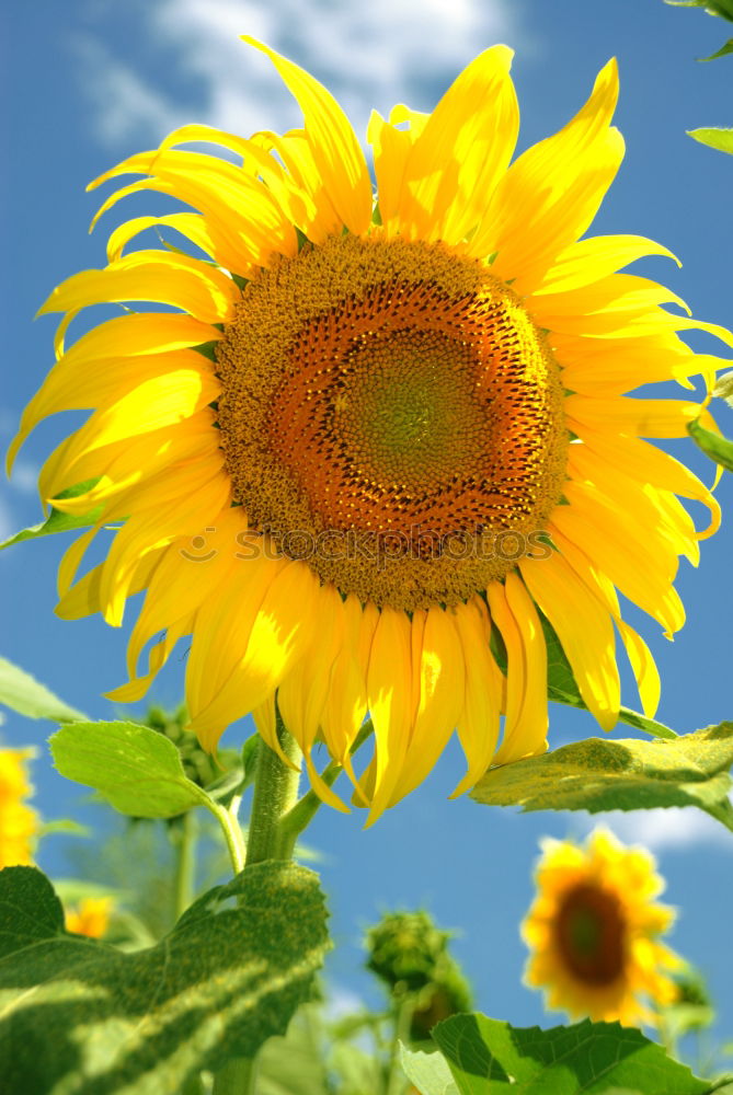 Similar – Image, Stock Photo sunbl… Flower Sunflower