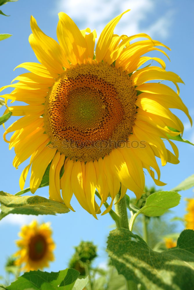 Similar – Image, Stock Photo sunbl… Flower Sunflower