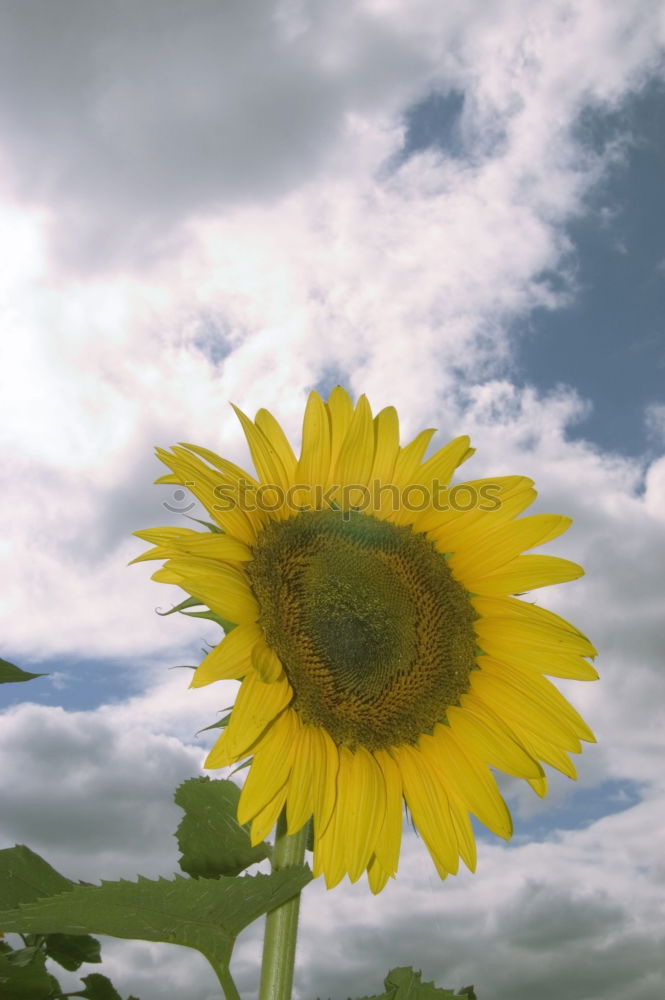 Similar – Foto Bild Decke im Wind kariert