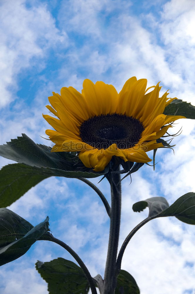 Similar – Foto Bild Herbstblüten Sommer