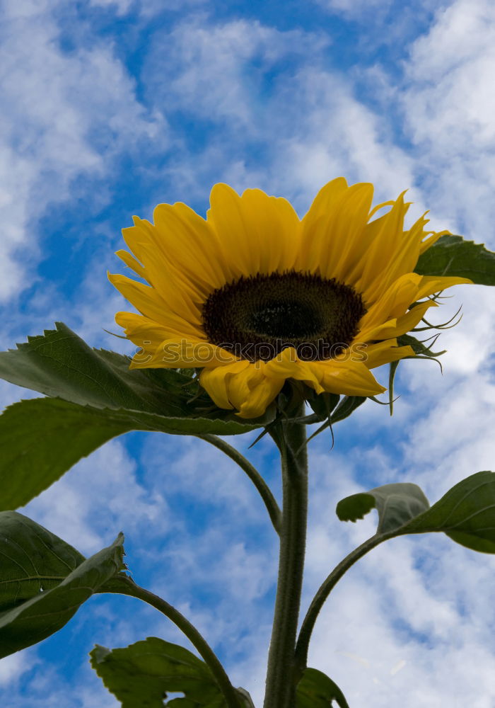 Similar – Image, Stock Photo sunflowers Sunflower Plant