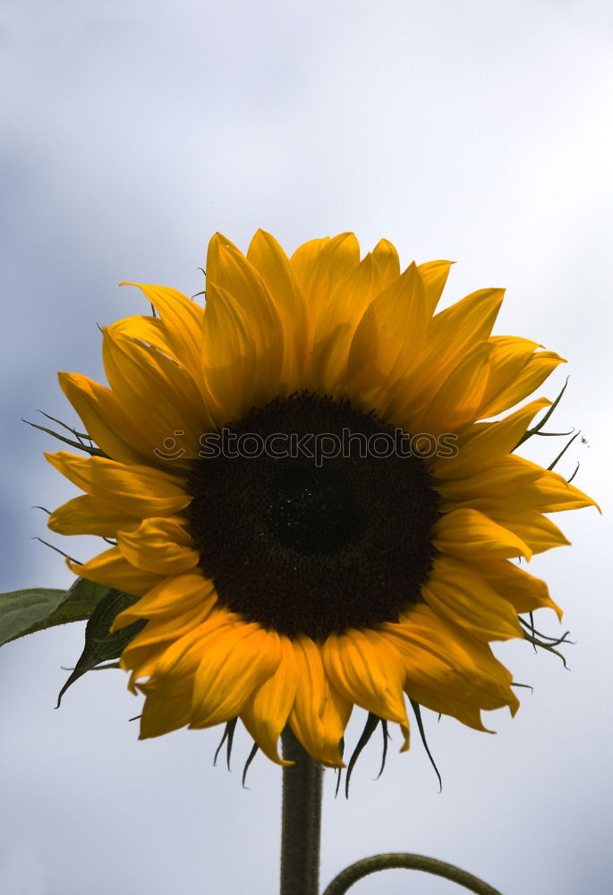 Similar – the flower `gen sun Plant