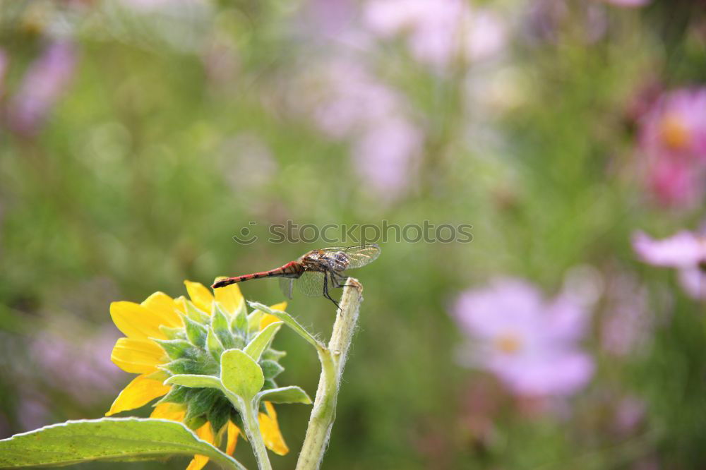 Similar – Image, Stock Photo Myiatropa florea Bee