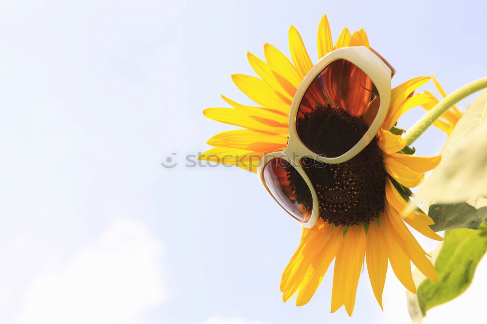 Similar – Sonnenblume Sommer gelb