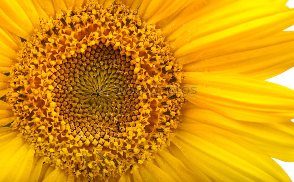 Similar – Sunflower Sonnenblumenöl