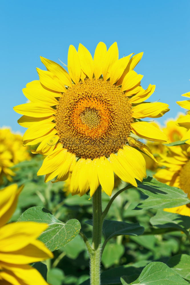 Similar – blossoming Sunflower Bulb