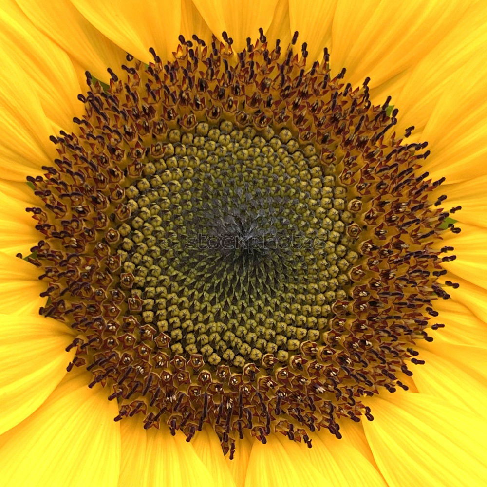 Image, Stock Photo summer gold Sunflower