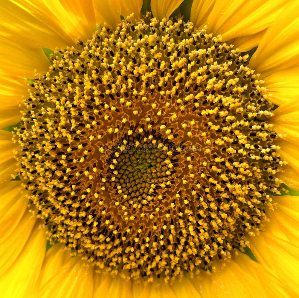 Similar – Sunflower, Helianthus, annuus, oil plant,