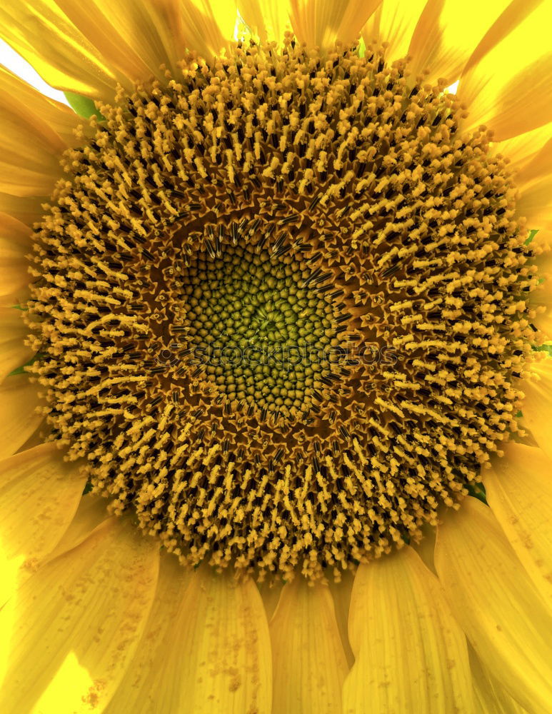 Similar – Image, Stock Photo sunflower Summer