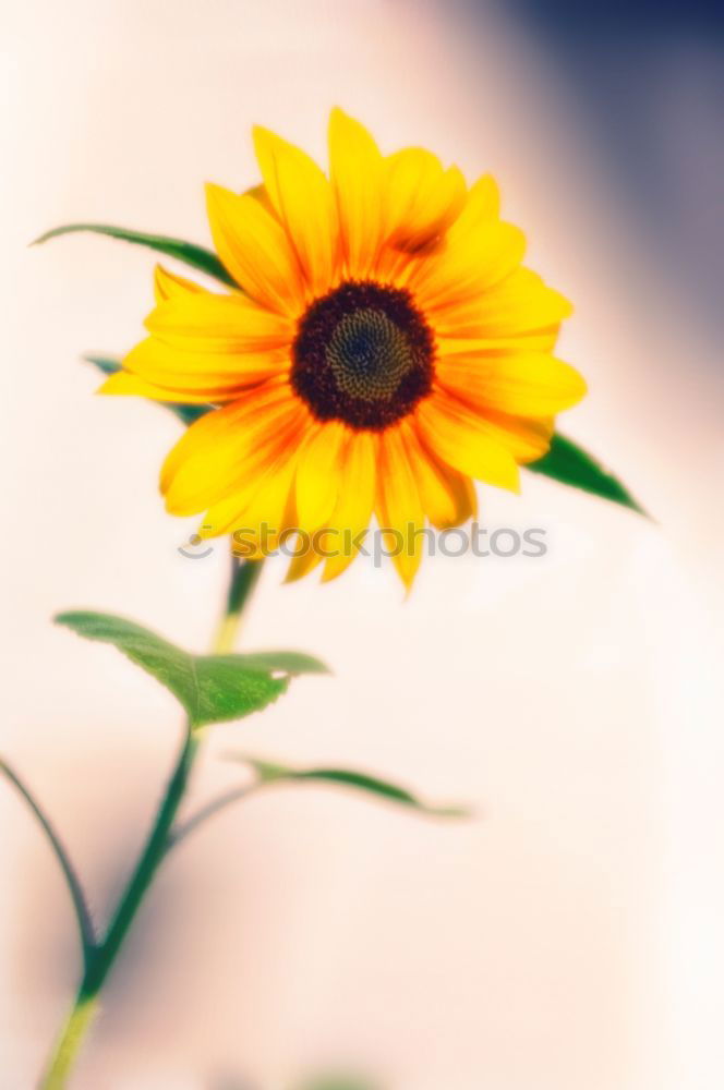 Similar – Mauerblümchen Blume Blüte