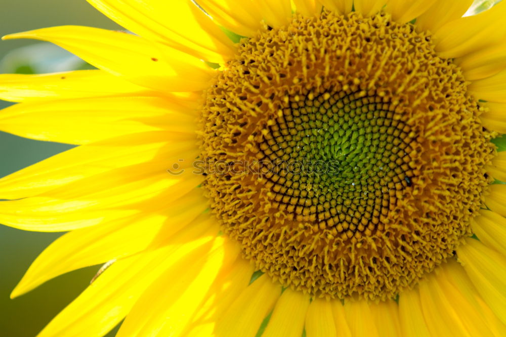 Similar – Image, Stock Photo sunflower Summer