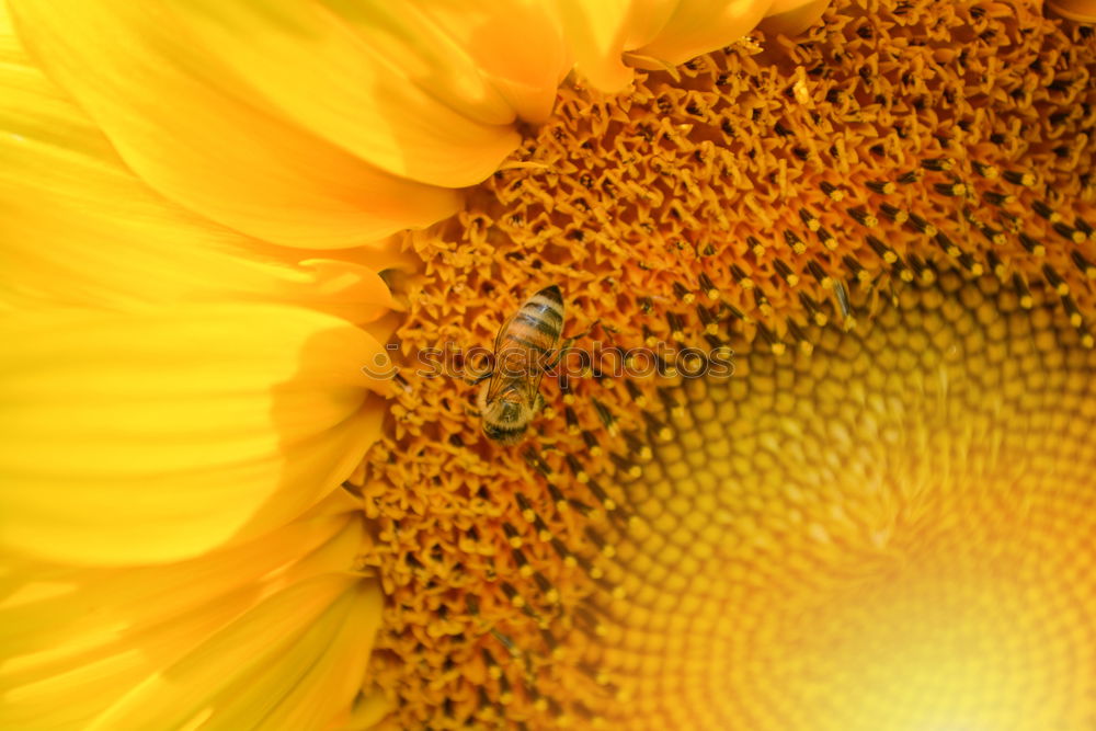 Similar – Image, Stock Photo Macro honey bee collects yellow pollen on sunflower in nature